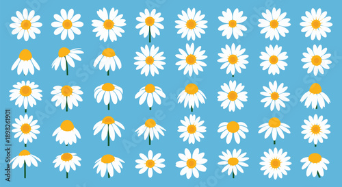 Large collection of beautiful daisy chamomile flowers from various angles and perspectives isolated on a solid blue color background.