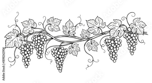 Grapevine with Leaves and Grapes Illustration.