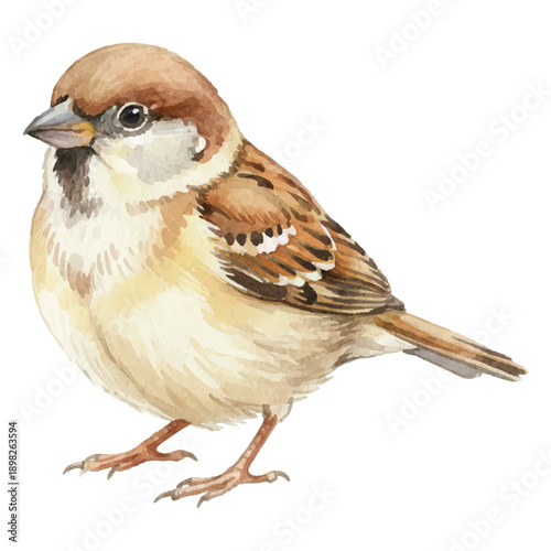 Watercolor Sparrow Vector Illustration Isolated on White Background, Summer Songbird Art
