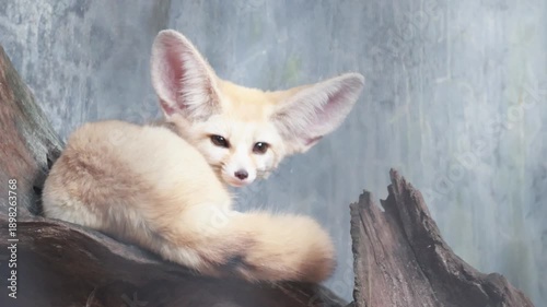 Cute fennec fox standing on a wooden log.
