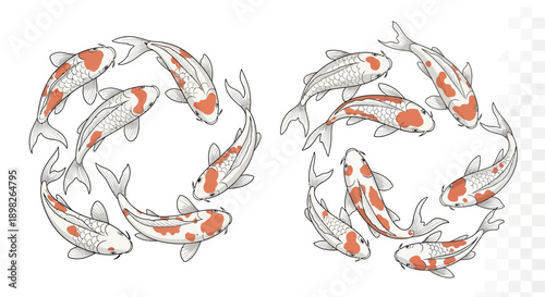 Koi Fish Swimming in Circular Formation.