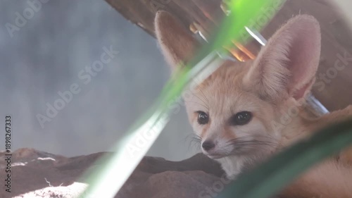 Cute fennec fox standing on a wooden log.