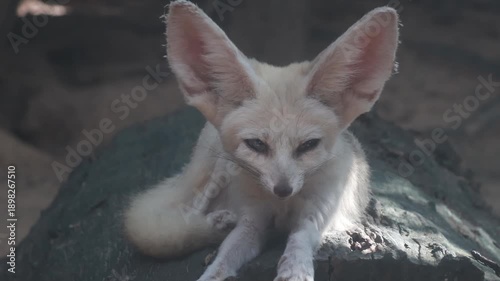 Cute fennec fox standing on a wooden log.