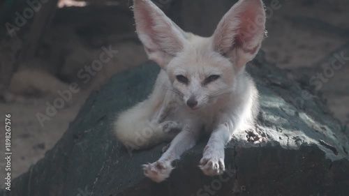 Cute fennec fox standing on a wooden log.