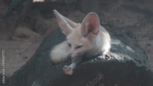 Cute fennec fox standing on a wooden log.