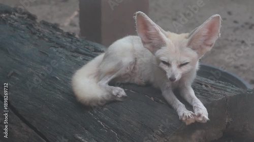 Cute fennec fox standing on a wooden log.