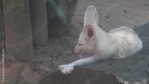Cute fennec fox standing on a wooden log.