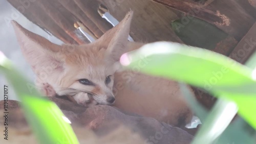 Cute fennec fox standing on a wooden log.