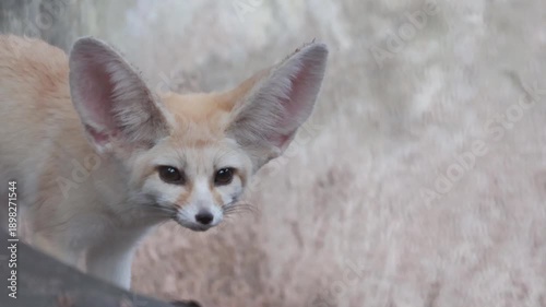 Cute fennec fox standing on a wooden log.