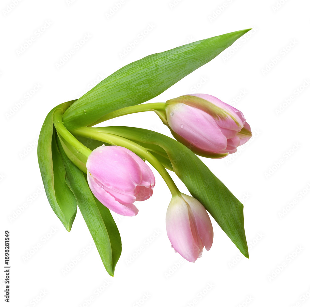 Obraz premium Three pink tulip flowers isolated on white or transparent background