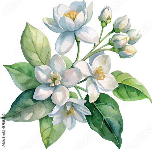 Jasmine Flowers Watercolor Botanical Vector Illustration