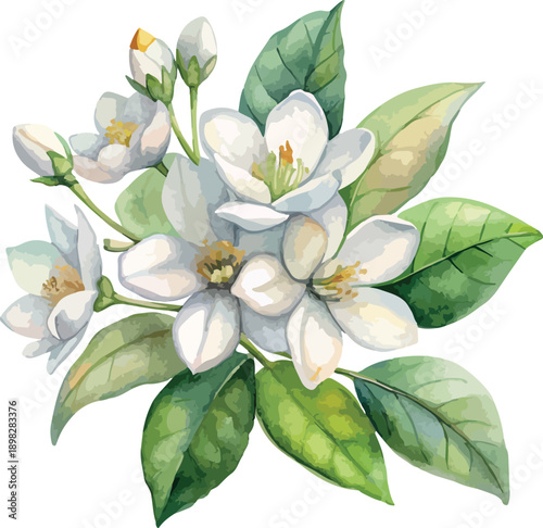 White Jasmine Blossom Watercolor Floral Illustration