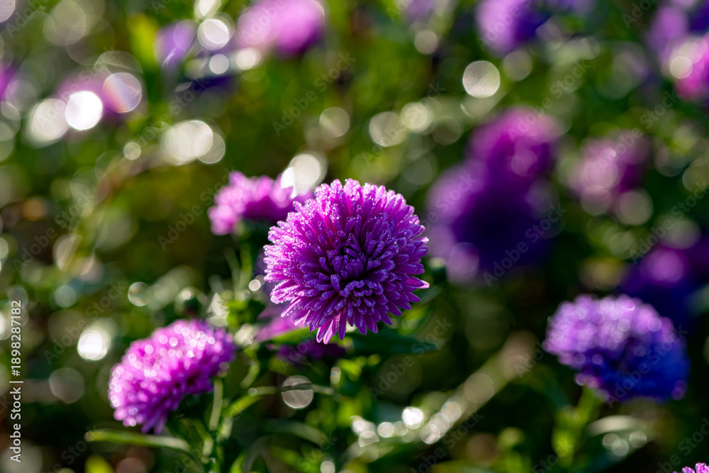 Obraz premium Asteraceae Aster perennial herbaceous plants
