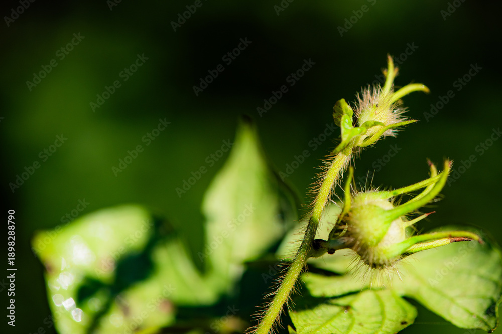 Fototapeta premium Capturing dandelion seeds against a black background in the wild