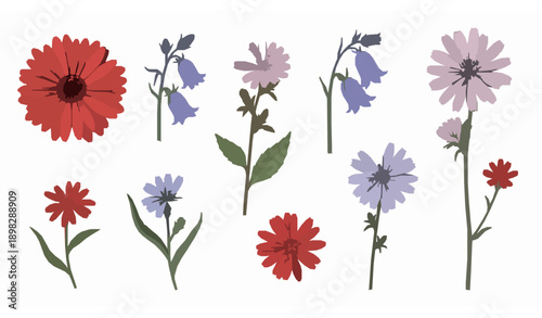 Hand drawn wild flower vector set with red pink and blue gerbera bluebell and chicory flowers isolated on white