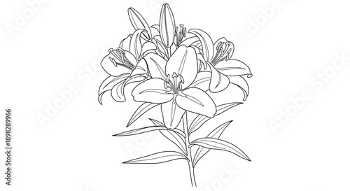 black and white lily flower illustration