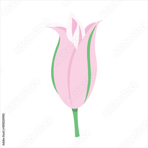 A simple illustration of a pink tulip flower bud on white background Vector