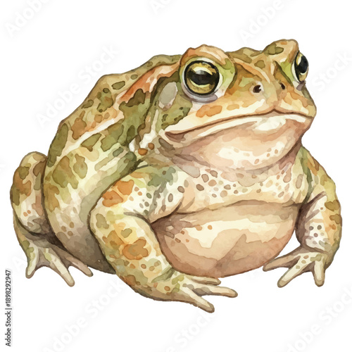 Watercolor Toad Vector Illustration Isolated on White Background, Summer Amphibian Nature Art
