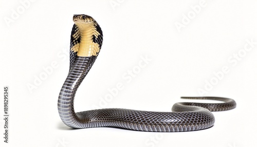 Bild auf Leinwand Striking King Cobra with Hood Spread on White Background