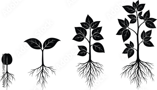 Plant growth stages illustration showing seed germination to mature tree with roots, botanical development diagram for ecology, agriculture, and education concepts