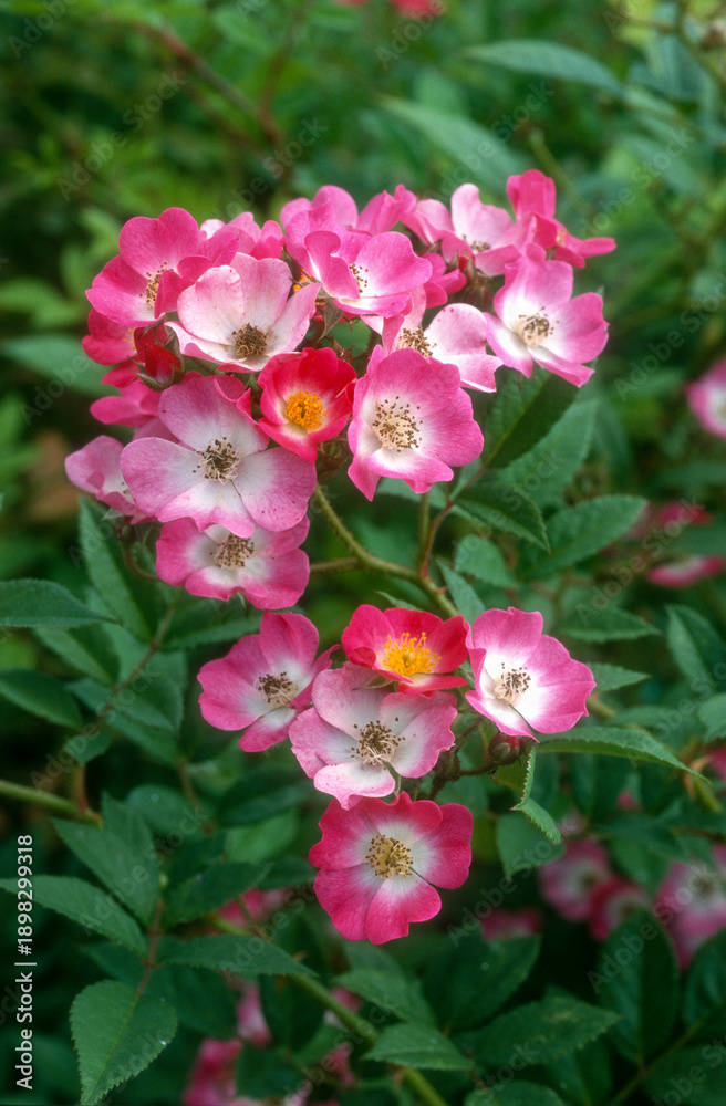 Fototapeta premium Rose 'Mozart'