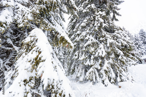 Winter's heavy blanket: Snow-laden evergreen boughs in a dense forest