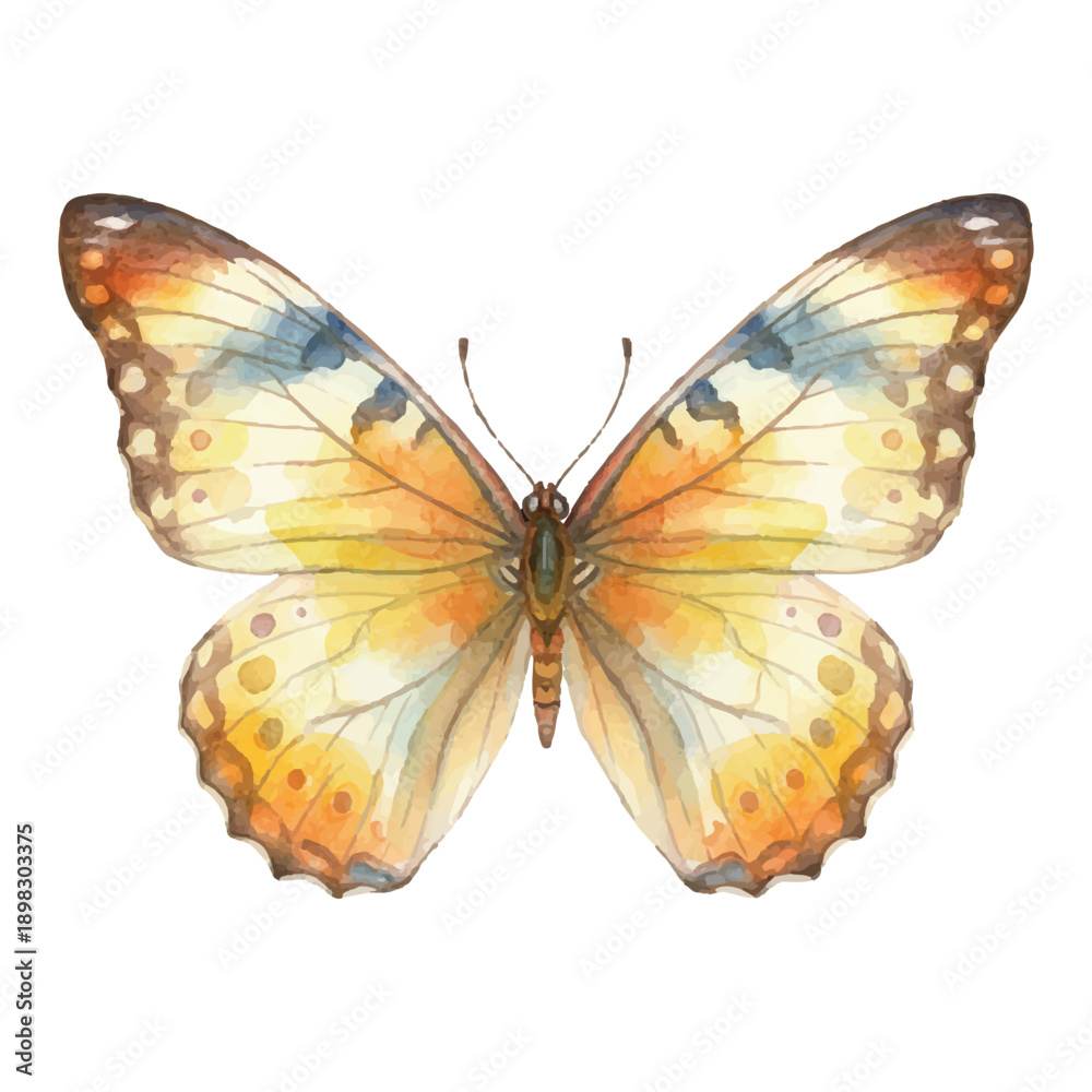 Obraz premium Watercolor Butterfly Illustration Vector Isolated on White Background, Summer Insect Animal Art 