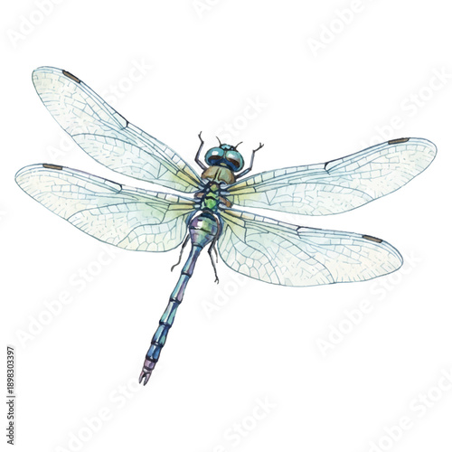 Watercolor Dragonfly Vector Illustration Isolated on White Background, Summer Insect Nature Art
