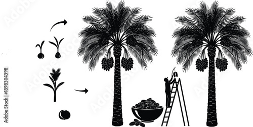 Date palm tree life cycle silhouette illustration, farmer harvesting fruit on ladder, seed growth stages from sprout to mature tree, isolated.