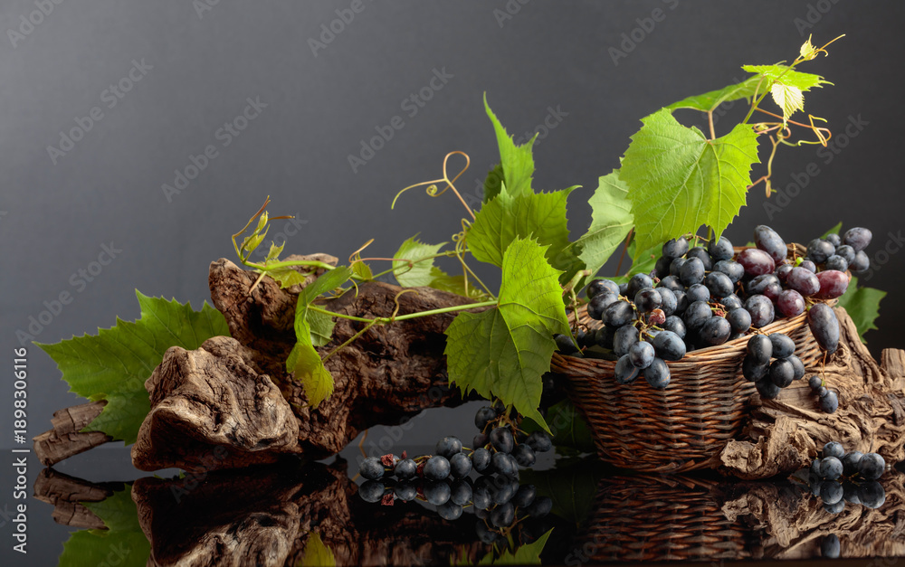 Obraz premium Blue grapes and vine branches on a black reflective background.