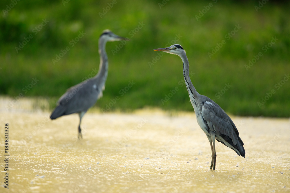 Fototapeta premium Grey Herons in the lagoon area