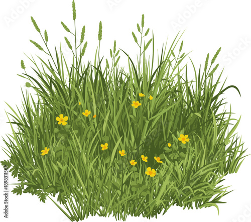 Isolated a  realistic  green  grass flower vector art with white background.