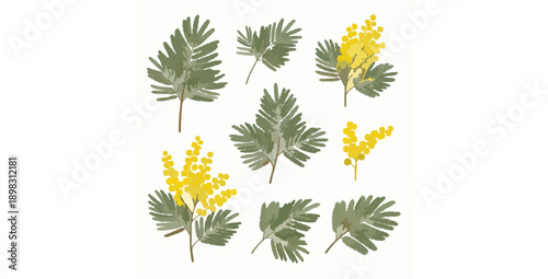 Isolated Silver Wattle Mimosa branches and yellow flowers flat vector elements set