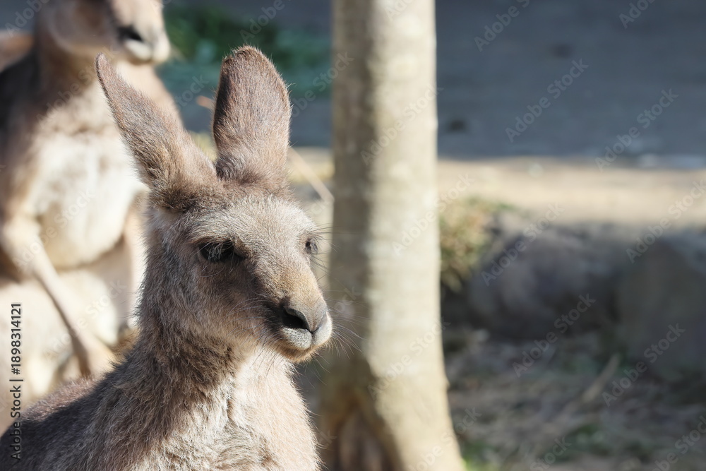 Obraz premium カンガルー