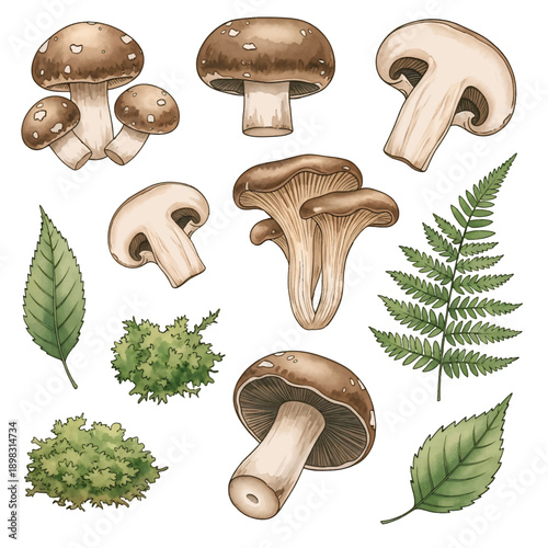 Mushrooms isolated on white background fresh boletus and edible fungi close-up