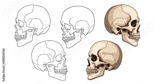 Human skull anatomy diagrams showing different side profile views in both line art and fully shaded color illustrations.