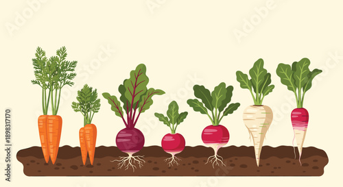 Selection of various root vegetables including carrots, beets, and radishes growing in dark brown soil in a flat illustration style.
