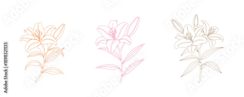 An elegant and creative one-line drawing of a blooming lily flower along with its leaves, crafted in a vibrant minimalist style on a clean white background. One line icon representing a lily flower. V