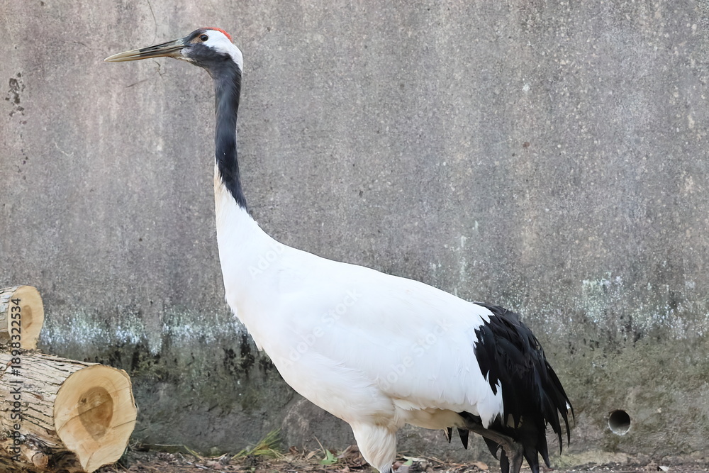 Fototapeta premium タンチョウ