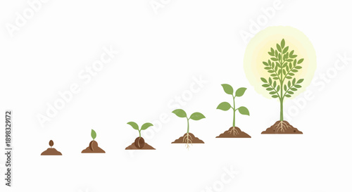 Plant growth showing seed, sprout, and seedling development. Plant growth illustrates various stages with leaves, roots, and soil. Concept plant growth for educational content,