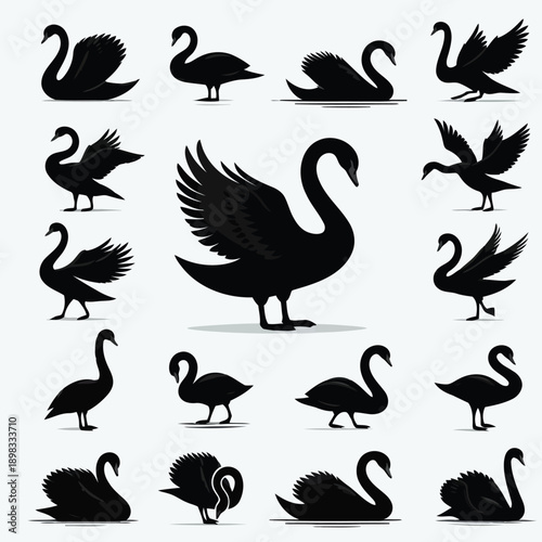Elegant swan silhouettes display various poses swimming preening and gracefully extending wings