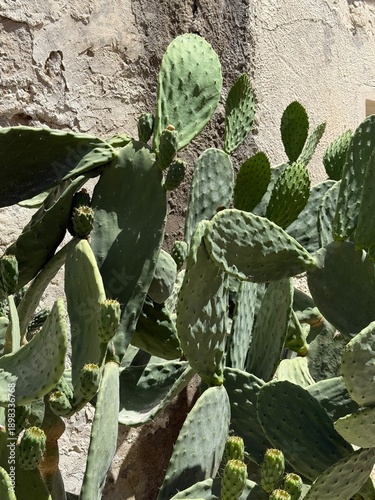 Close-Up of Prickly Pear Cactus in Mediterranean Sunlight