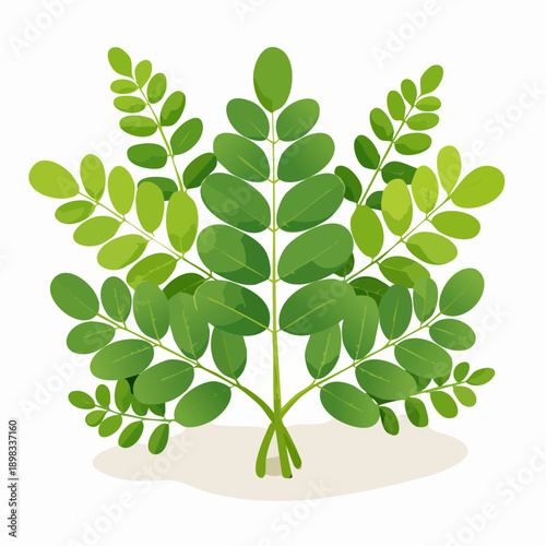 Moringa Leaf Vector Illustration Isolated
