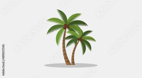 Two Palm Trees with Coconuts on a White Background
