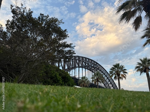 Sydney Harbour Bridge Framed by Palm Trees and Grass