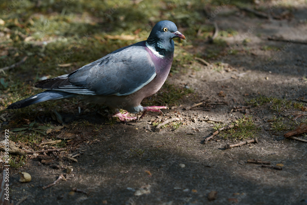 Obraz premium Sunlit pigeon searches ground. Iridescent feathers catch sunlight while relaxing. City bird walks quietly along sunlit park trail. Calm pigeon forages among fallen leaves on warm urban park pathway.