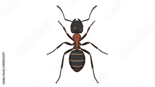 Detailed anatomical illustration of a forest ant showing its body segments, legs, and antennae from a top-down perspective.