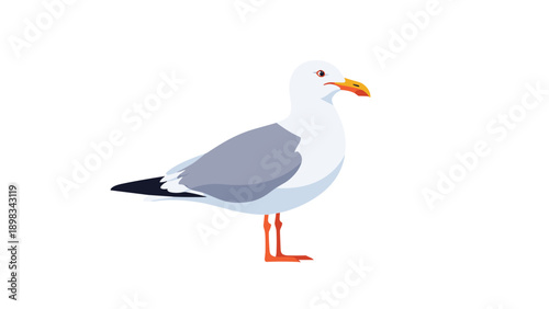 Detailed illustration of a white and gray seagull standing sideways with an orange beak isolated on a white background.
