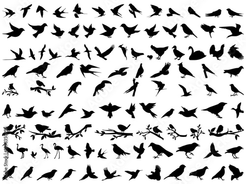 Bird silhouette vector set. Flock flying and birds on branch collection. Nature animal icon symbol bundle. Isolated on white background.