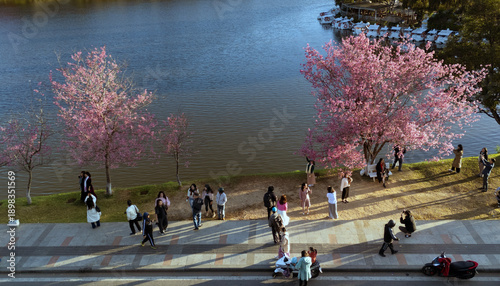 tourists check in, take photo with Cherry blossom or Mai Anh Dao blooming along Xuan Huong Lake